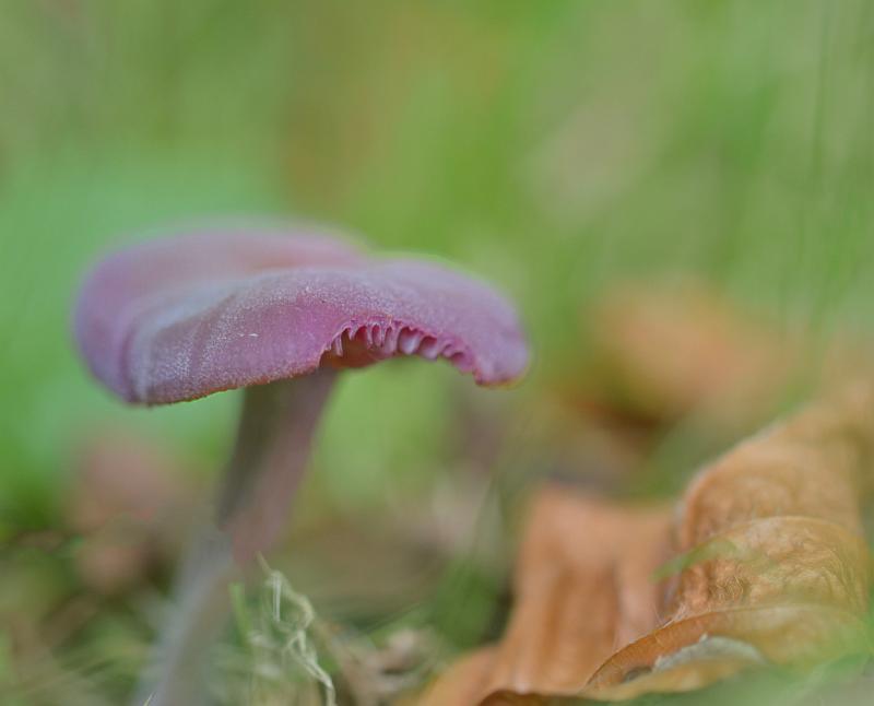 1 Paarse Schijnridderzwam of koningsmantel.jpg - Paddestoelen 2019