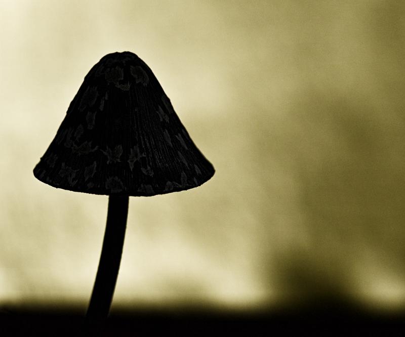 11.jpg - Paddestoelen 2019