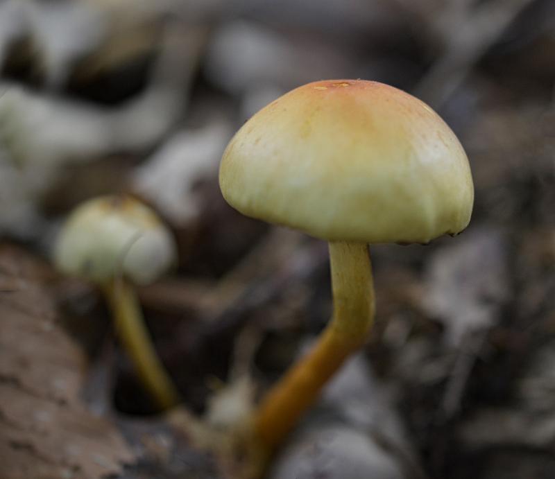 14 Stobbe zwammetjes.jpg - Paddestoelen 2019