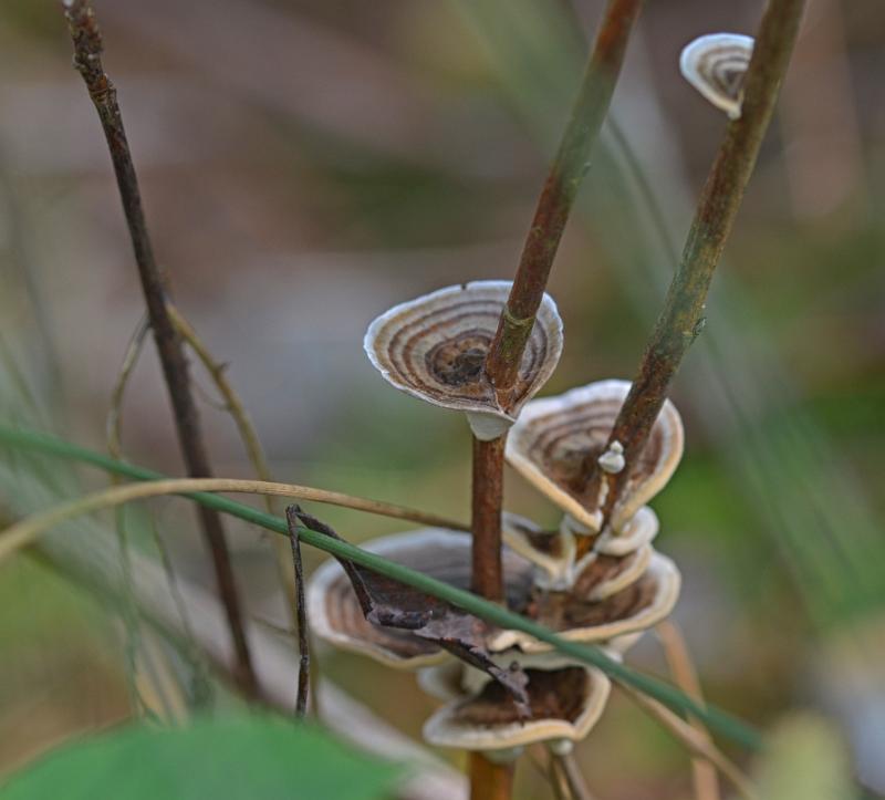 14b.jpg - Paddestoelen 2019