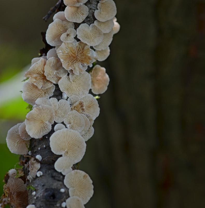 15 plooivlieswaaiertje.jpg - Paddestoelen 2019