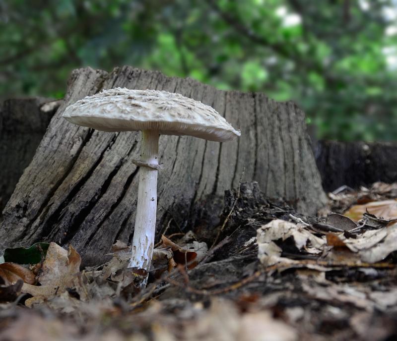 17 grote Parasolzwam.jpg - Paddestoelen 2019