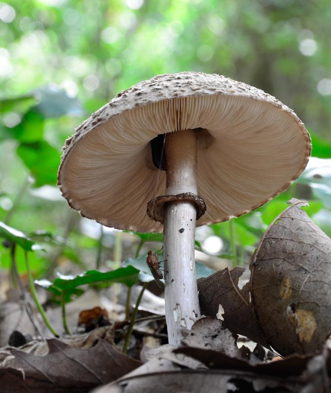 18 Parasolzwam.jpg - Paddestoelen 2019