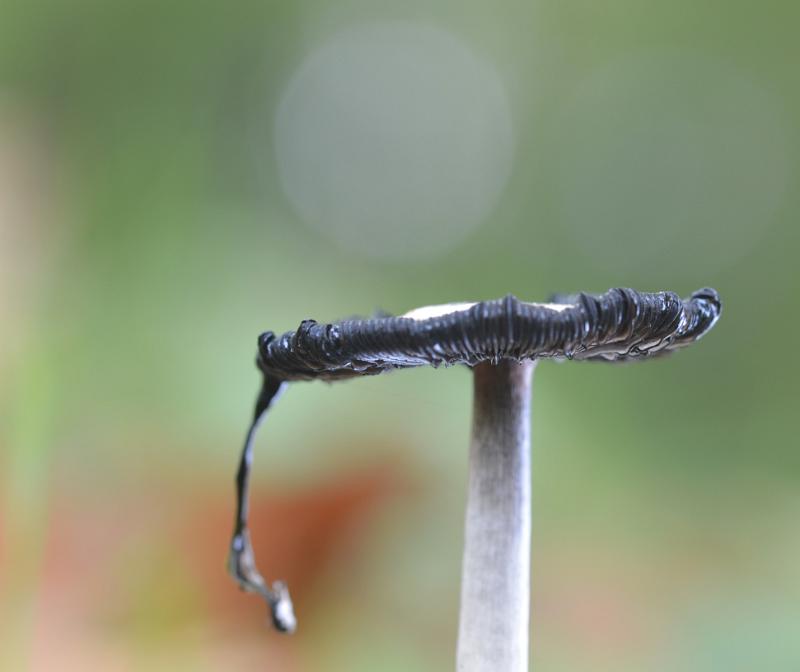 2 geschubte inkzwam.jpg - Paddestoelen 2019