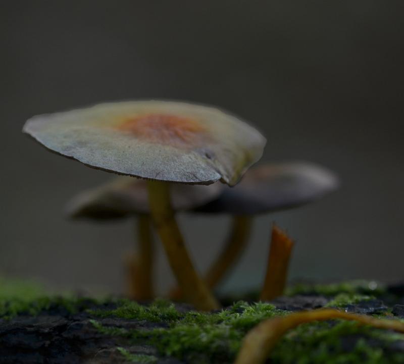 22.jpg - Paddestoelen 2019