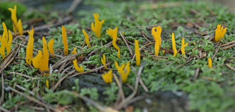 27 Geel hoorntje.jpg - Paddestoelen 2019