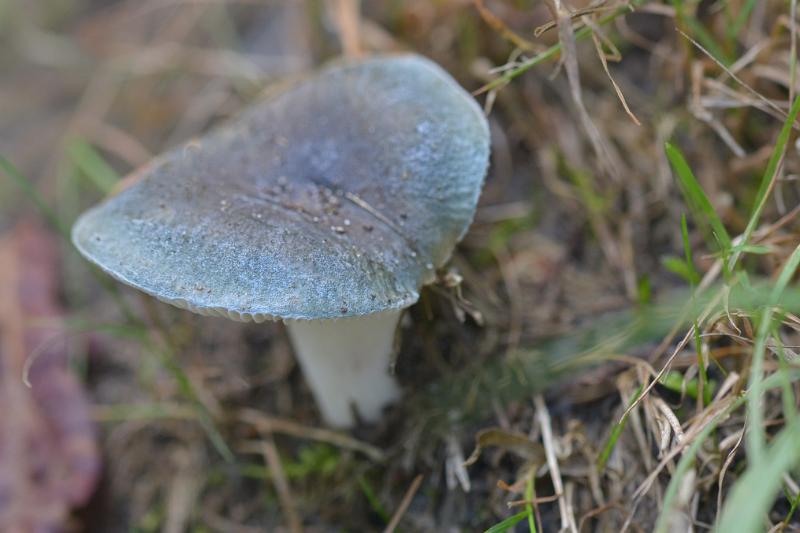 3 Nevelzwam.jpg - Paddestoelen 2019