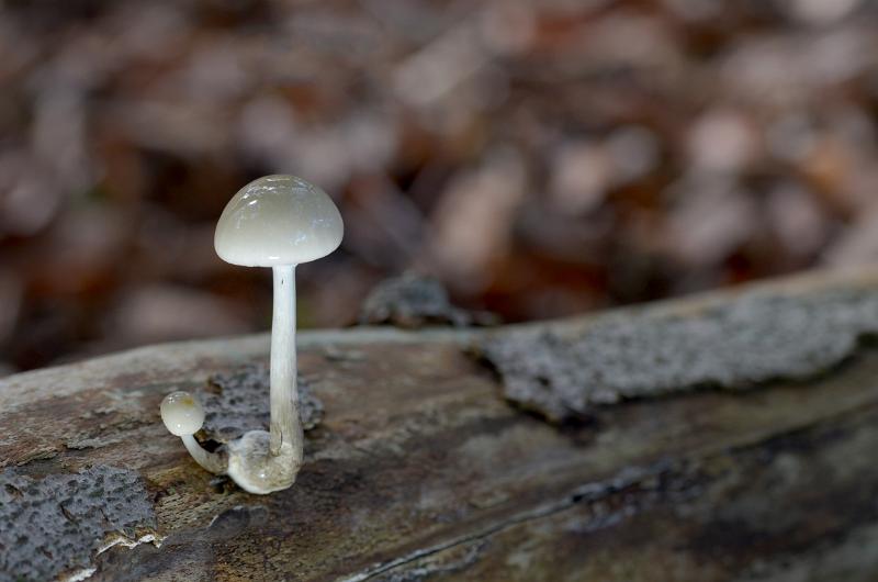 35a.jpg - Paddestoelen 2019