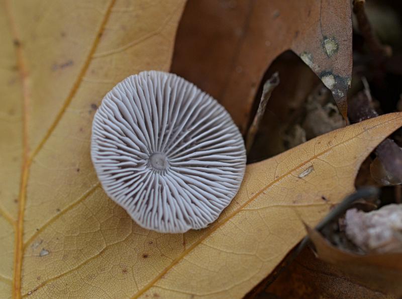 40 Franjehoedje.jpg - Paddestoelen 2019