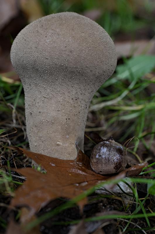 44.jpg - Paddestoelen 2019