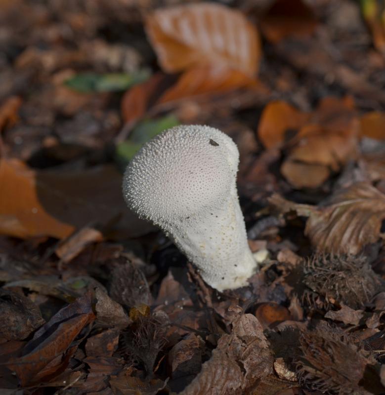 45Parelstuifzwam.jpg - Paddestoelen 2019