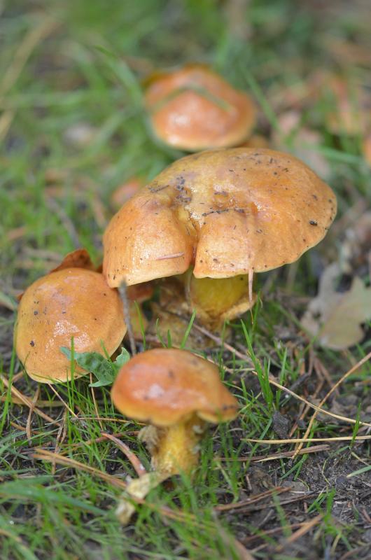 4a Honingzwam.jpg - Paddestoelen 2019