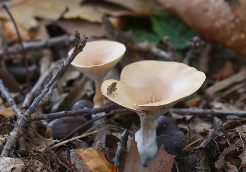 5.jpg - Paddestoelen 2019