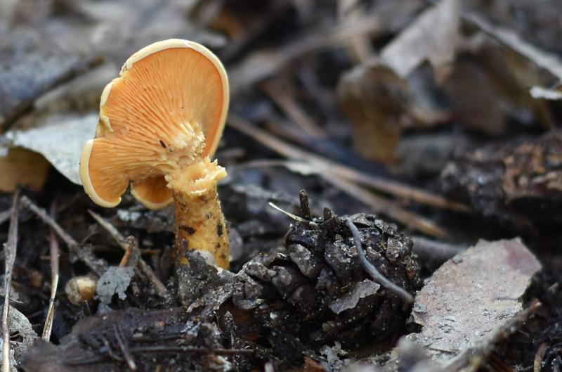 53.jpg - Paddestoelen 2019