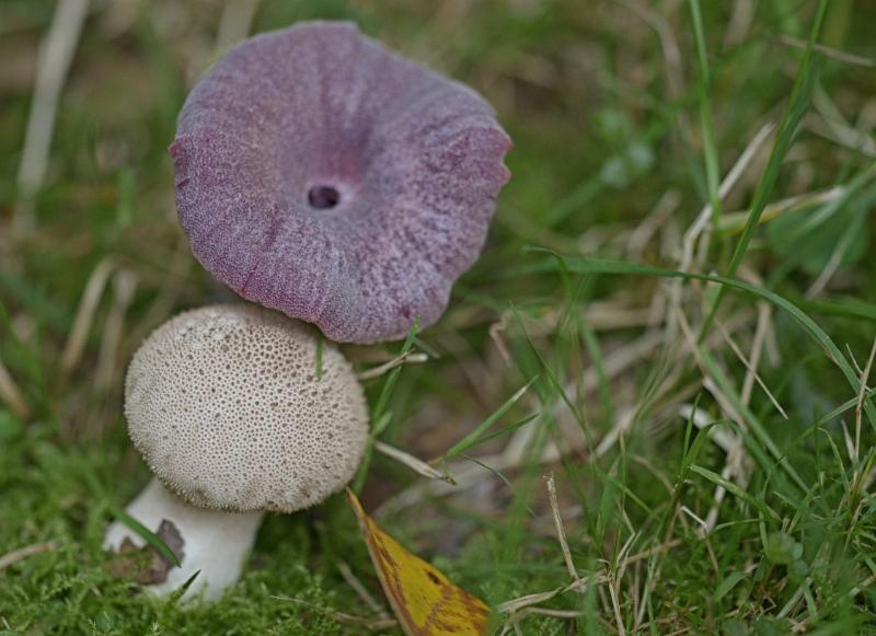 54.jpg - Paddestoelen 2019