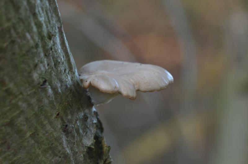 55.JPG - Paddestoelen 2019