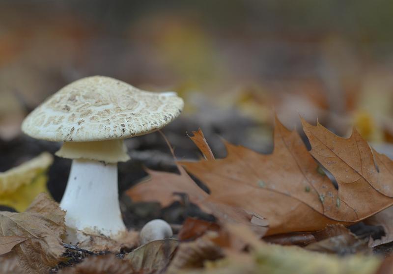 6.jpg - Paddestoelen 2019