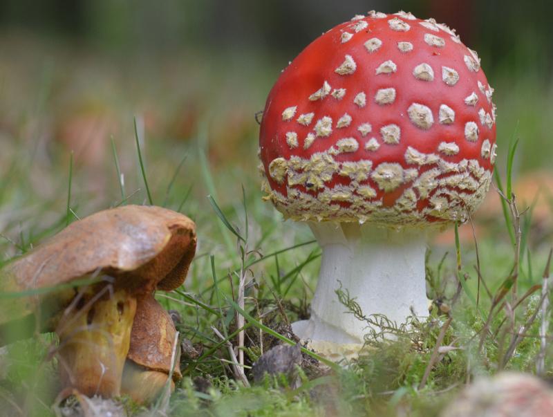 60aaaaVliegenzwammen.jpg - Paddestoelen 2019