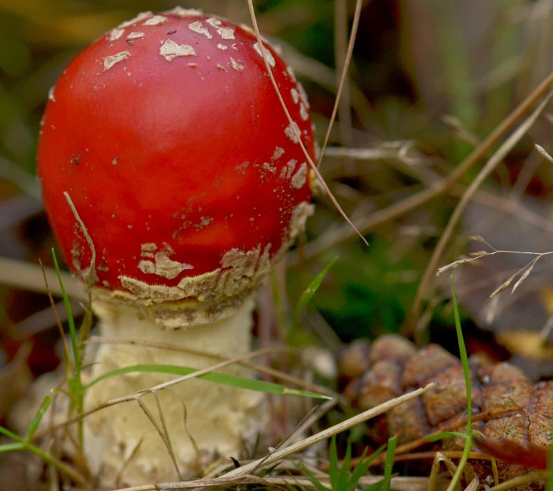 60b.jpg - Paddestoelen 2019