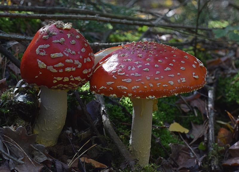 60c.jpg - Paddestoelen 2019