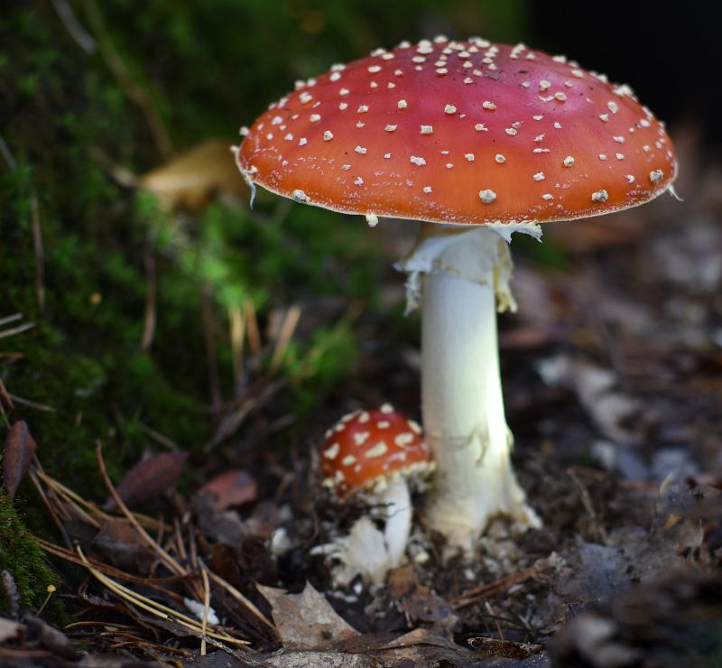 60d.jpg - Paddestoelen 2019