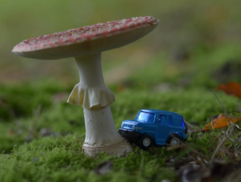 60e.jpg - Paddestoelen 2019