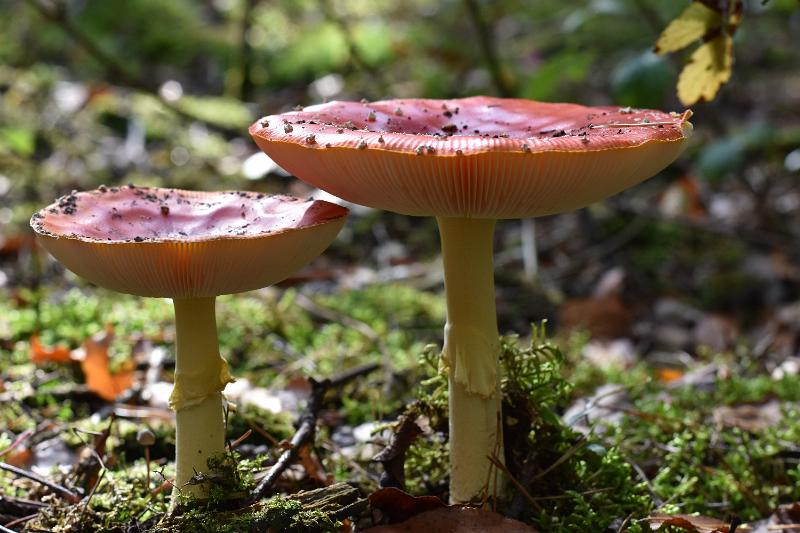 61.JPG - Paddestoelen 2019