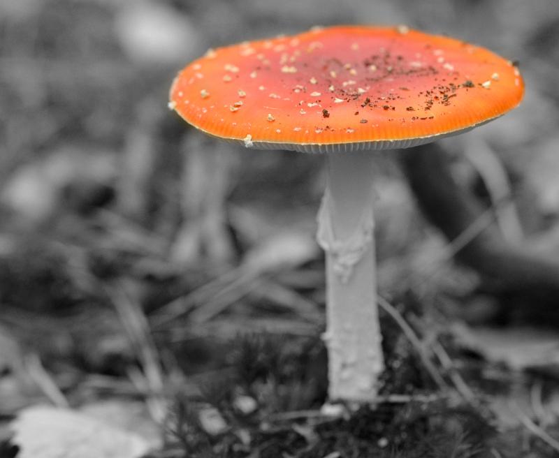 62.jpg - Paddestoelen 2019