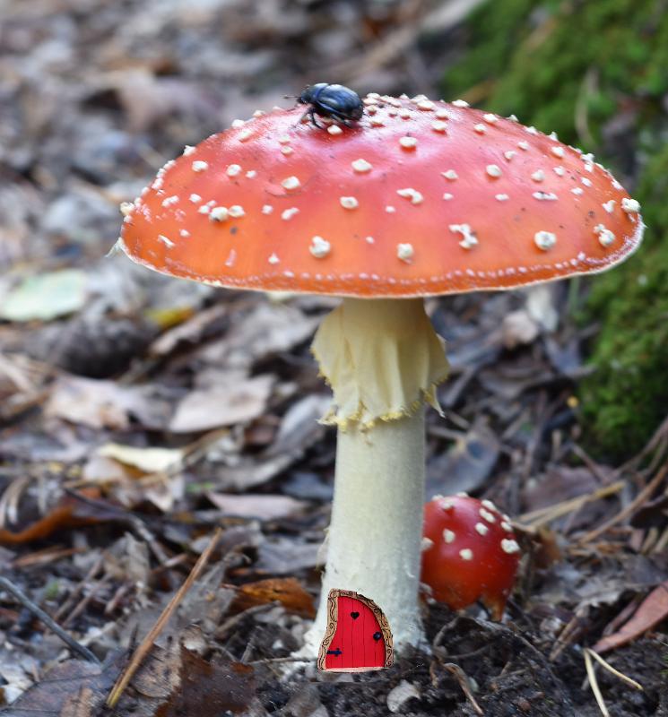 64.jpg - Paddestoelen 2019