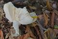 41 Geelwitte russula