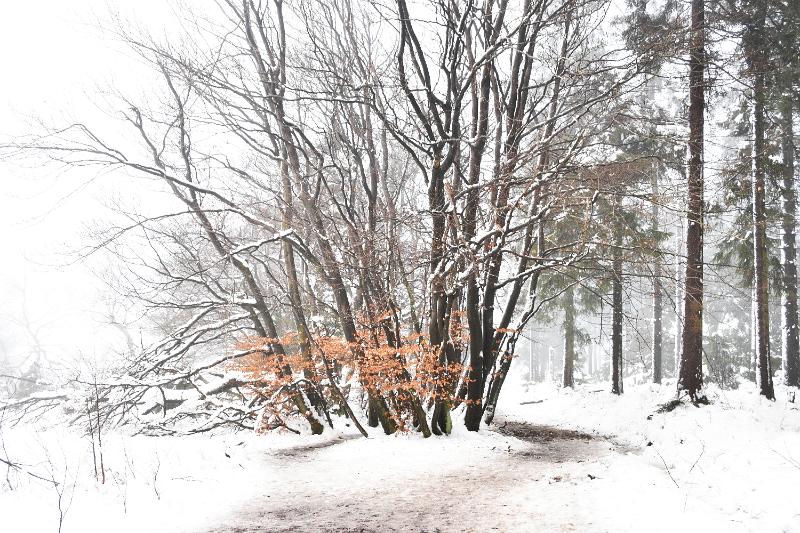 16.jpg - Rondje door de sneeuw