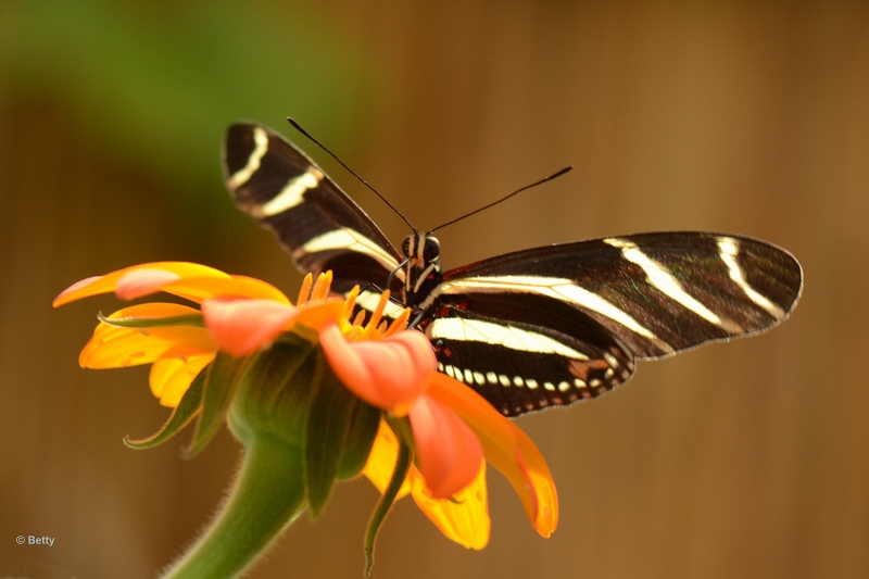 vlinder -45.JPG - Vlindertuin