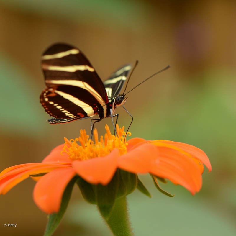 vlinder -7834.JPG - Vlindertuin