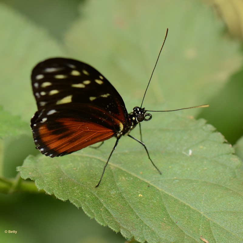 vlinder -7845.JPG - Vlindertuin