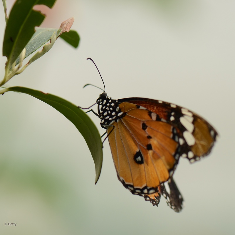 vlinder -7846.JPG - Vlindertuin