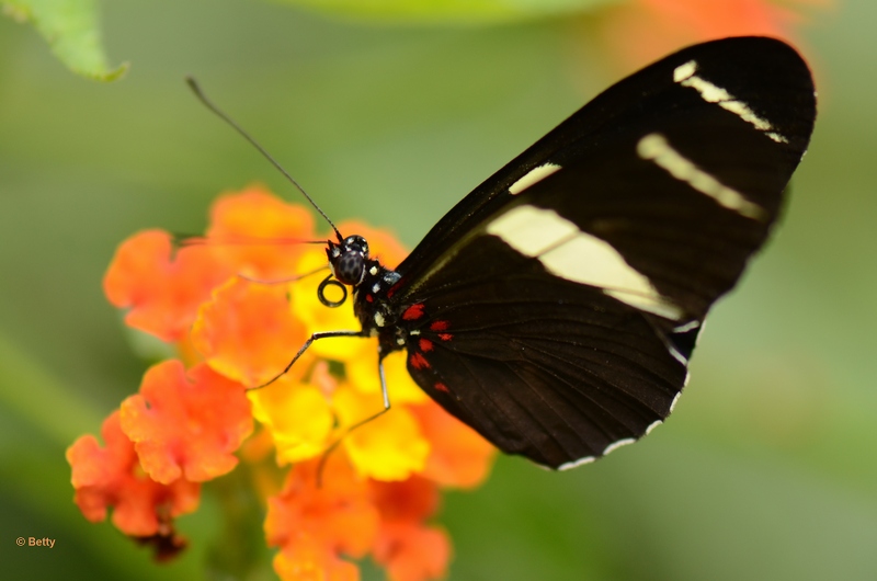 vlinder -7894.JPG - Vlindertuin