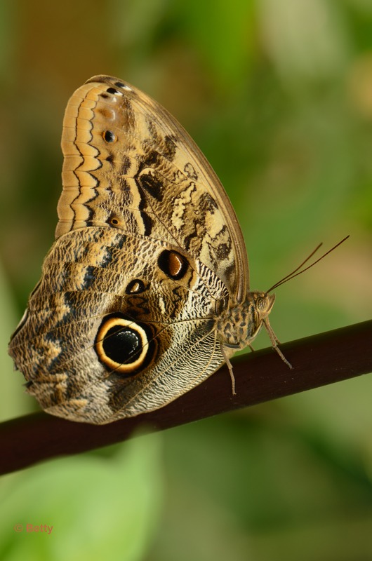 vlinder -7981.JPG - Vlindertuin