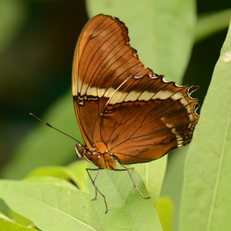 vlinder -7996.JPG - Vlindertuin