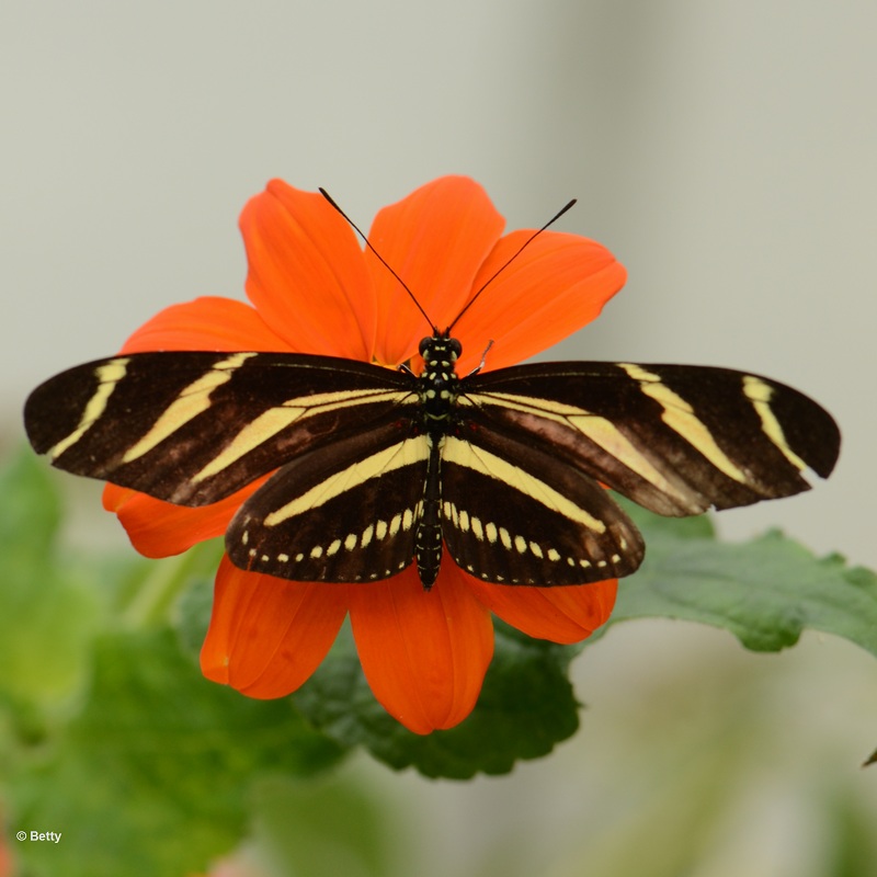 vlinder -8010.JPG - Vlindertuin