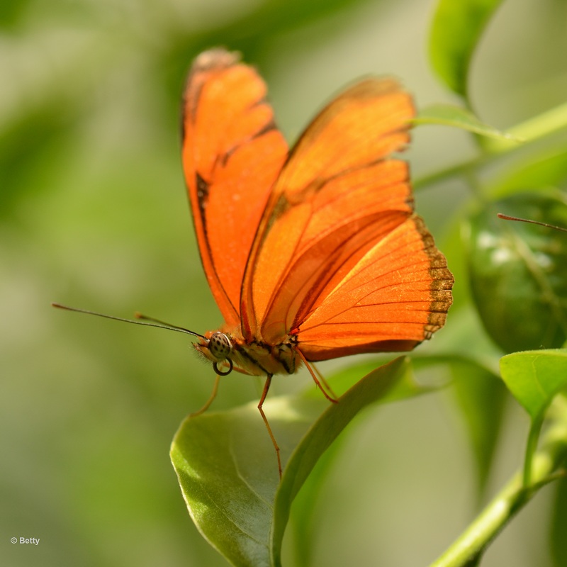 vlinder -8125.JPG - Vlindertuin
