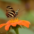 vlinder -7834