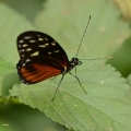 vlinder -7845
