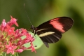 vlinder -7868 1