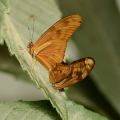vlinder -7874