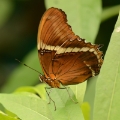 vlinder -7996