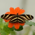 vlinder -8010