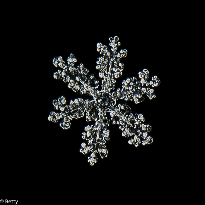 sneeuwkristal (2 van 7).jpg - Sneeuwkristallen