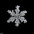 sneeuwkristal (5 van 7)