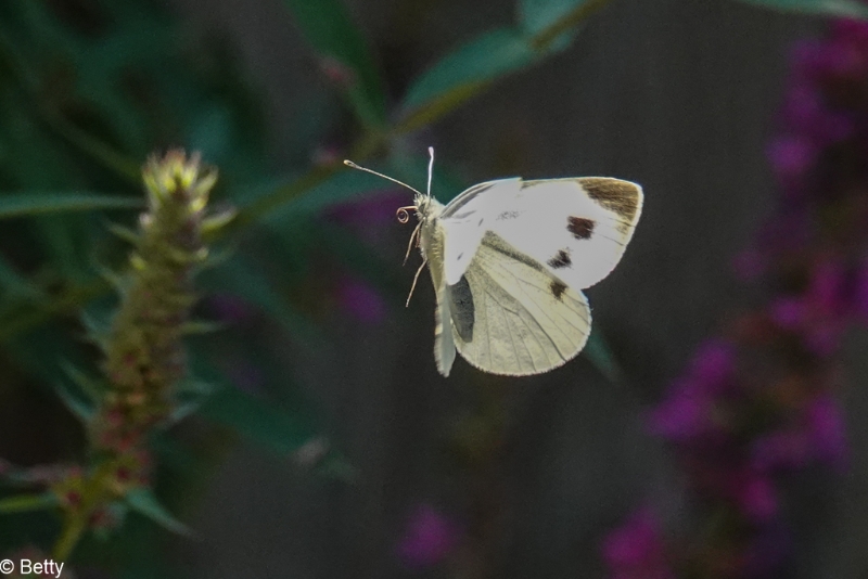 vlinder-01356.jpg - Vlinders in de vlucht