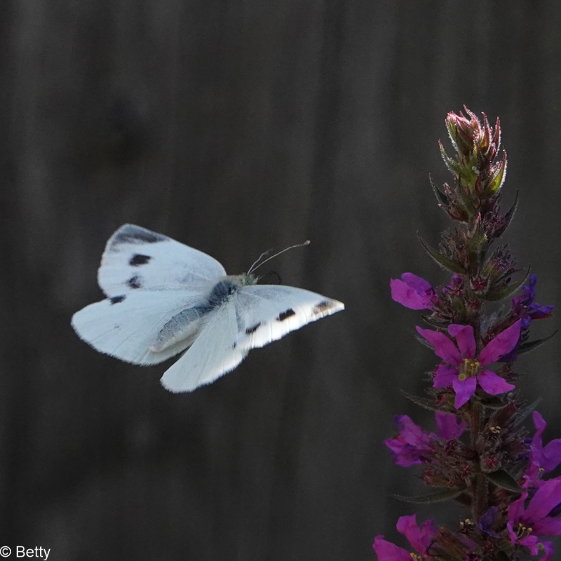 vlinder-01411.jpg - Vlinders in de vlucht